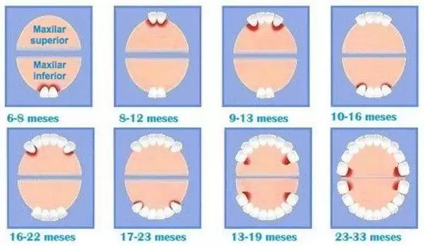 Ilustración que muestra cuándo le salen los dientes a los bebés